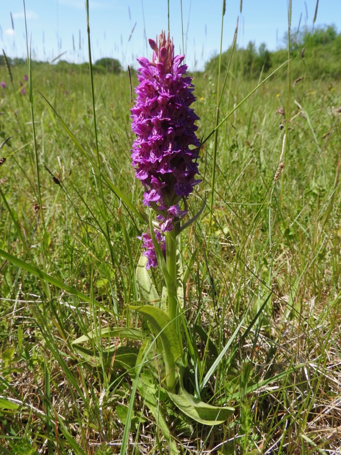 D. vadorum subs. picturata?