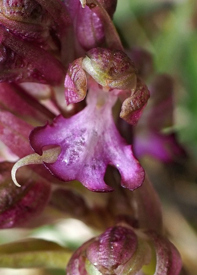 Barlia Drenthe 2021~05.jpg