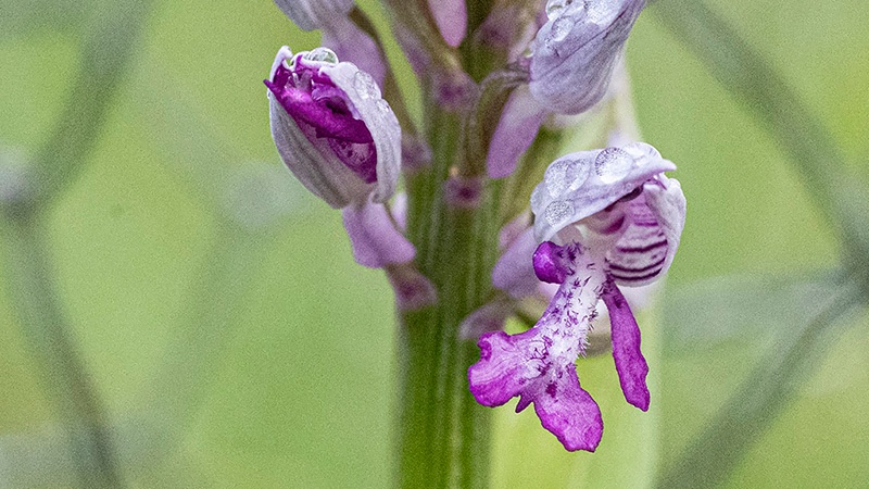Soldaatje-V-15-05-2021-k.jpg