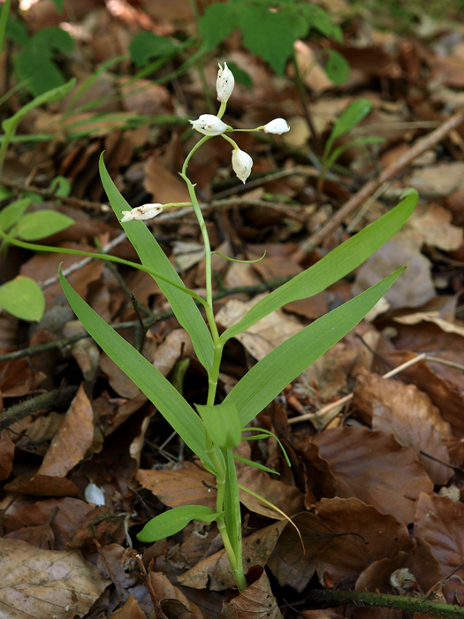 C. longifolia  28-5-09 (1b).jpg