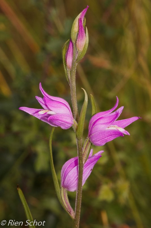 Rood bosvogeltje in de Alblasserwaard (2021)