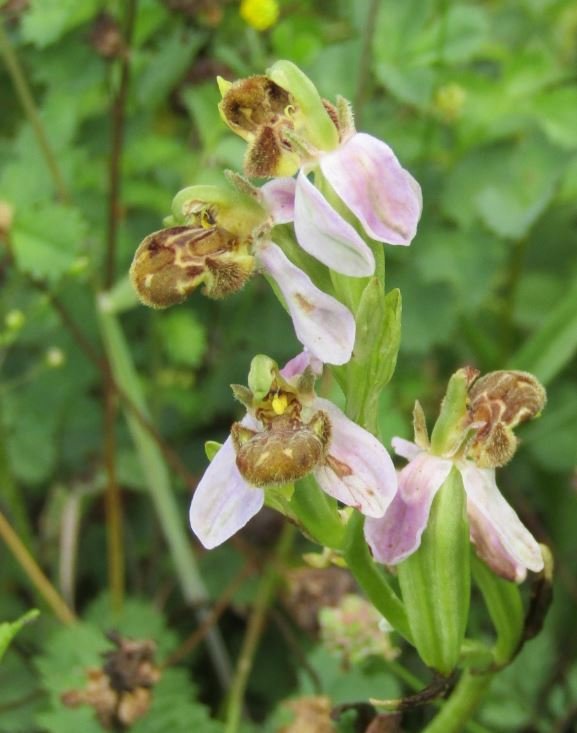 bijenorchis.JPG
