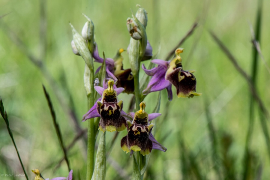 ophrys fuciflora.jpg