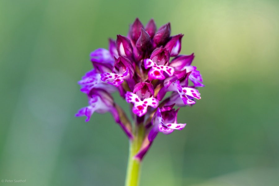 neotinea ustulata x tridenta.jpg