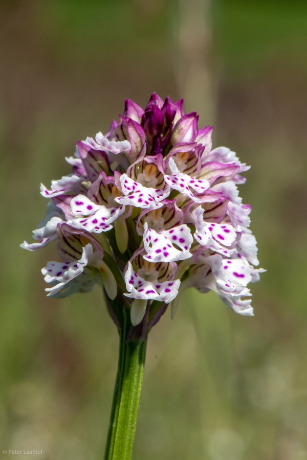 neotinea ustulata x tridentata.jpg