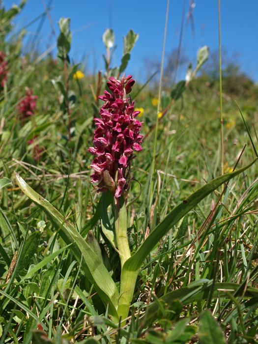 D. incarnata ssp coccinea Meijendel 29-05-09 (2b).jpg