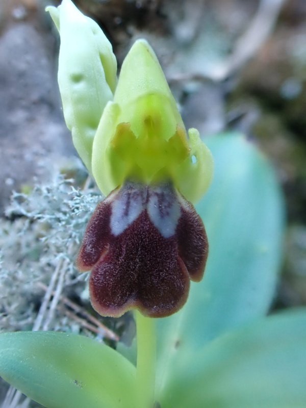 Ophrys fusca bloem voren zd Spanje 10-01-2022_copy_600x800.jpg