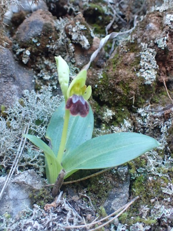Ophrys fiscal plant zd Spanje 10-01-2022.jpg