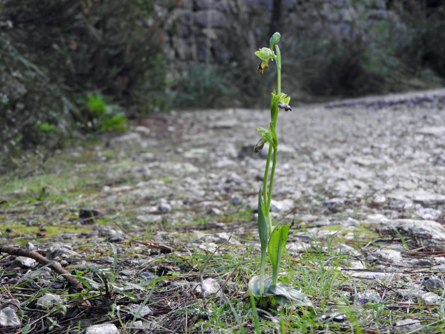 Ophrys decembris 02 (locatie 01) (18cm hoog).jpg