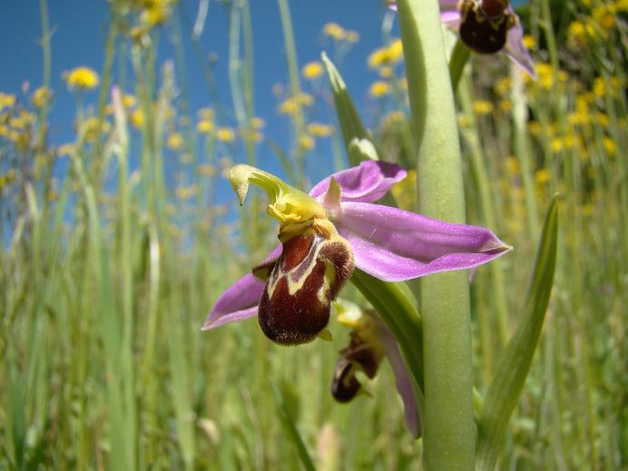 Bijenorchis Zuid-Limburg.JPG