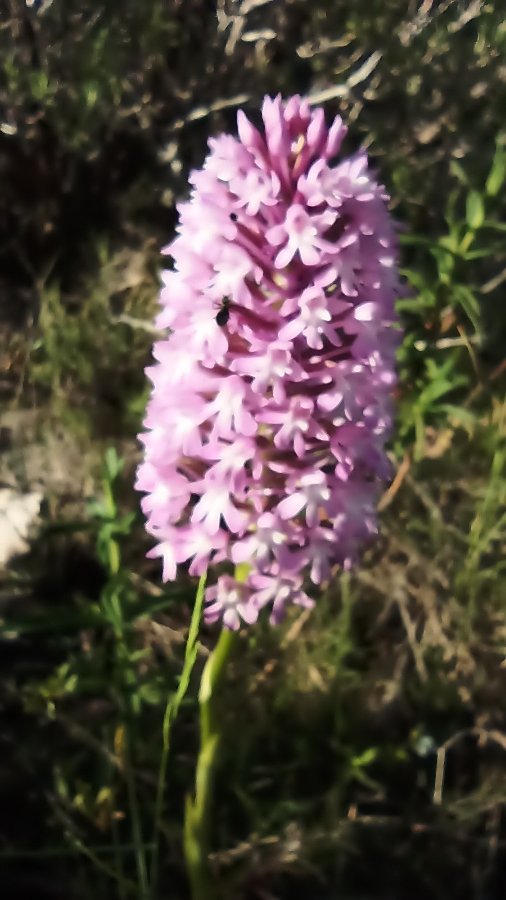IMG_20220517_093615.jpg