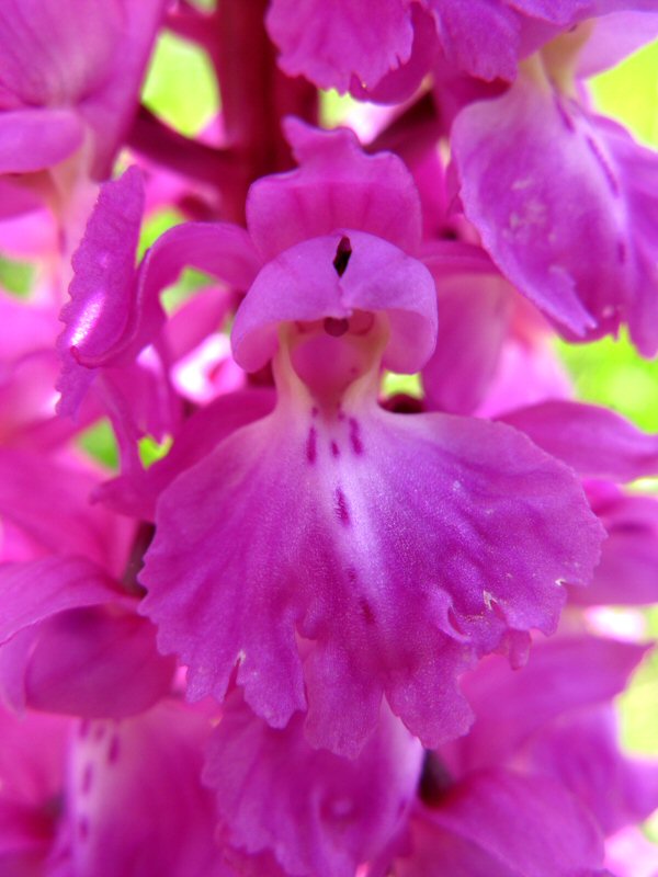 Bloem met vrijwel vakke lip