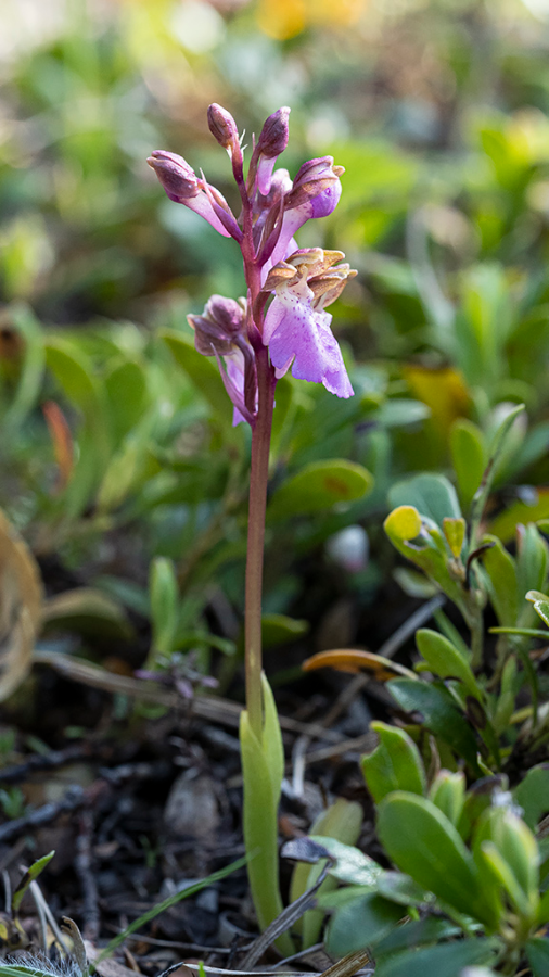 Spitzels_orchis-HUD-23-5-22-1.png