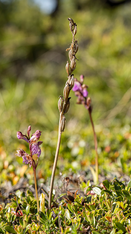 Spitzels_orchis-HUD-23-5-22-2.png