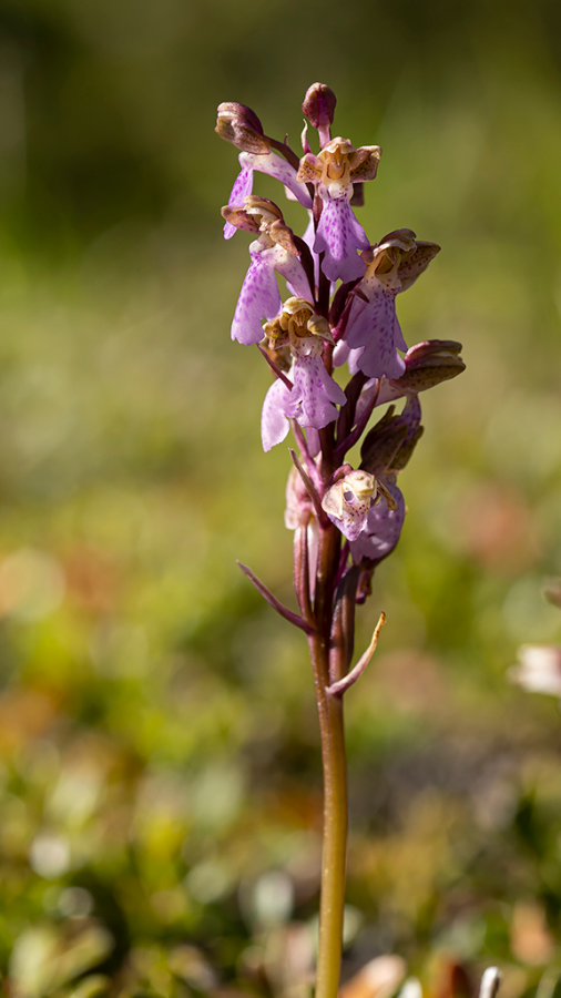 Spitzels_orchis-HUD-23-5-22-3.png
