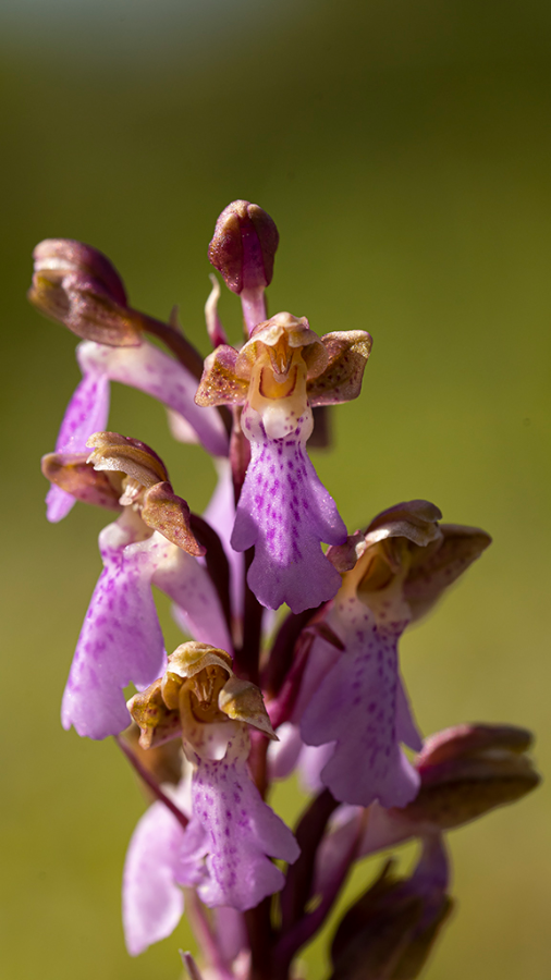 Spitzels_orchis-HUD-23-5-22-4.png