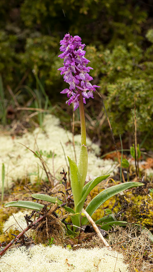 Mannetjesorchis-BRV-28-05-22-1.png