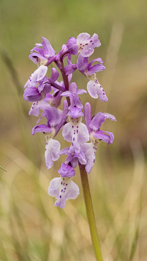 Mannetjesorchis-FJL-28-05-22-1.png