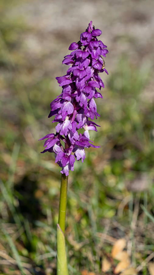 Mannetjesorchis-HUD-23-5-22-1.png