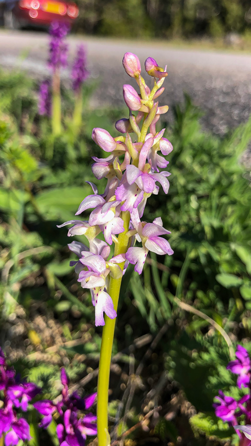 Mannetjesorchis-roze-HUD-23-5-22-3.png