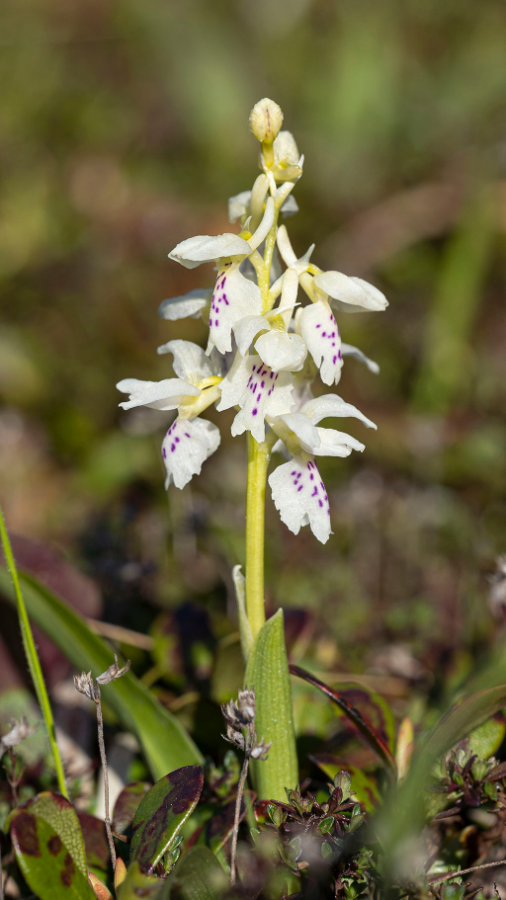 Mannetjesorchis-wit-HUD-23-5-22-2.png