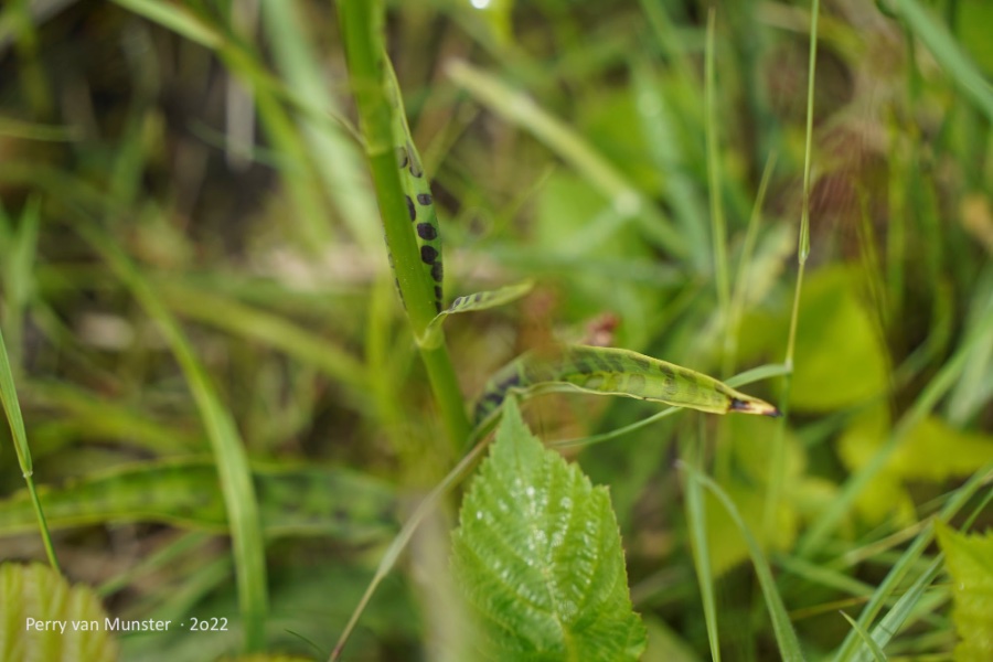 DSC08588.jpg