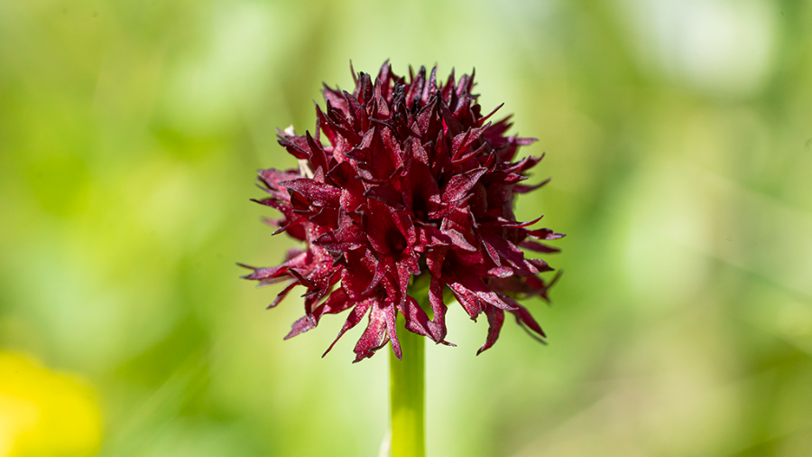 Zwarte_vanilleorchis-GNK-23-06-22-1.png