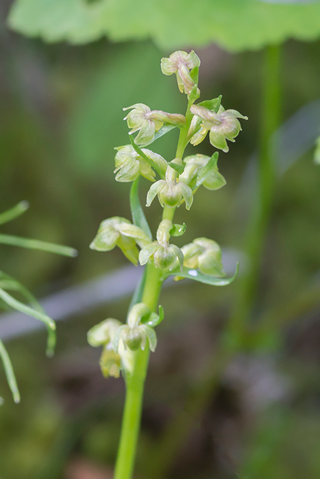 Groene_nachtorchis-VCKM-09-07-16.png
