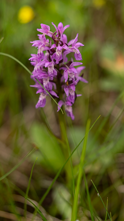 Laplandorchis-VCKM-05-07-22-1.png