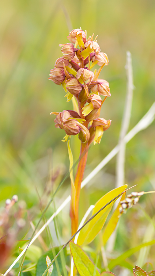 Groene_nachtorchis-LFT-15-7-19.png