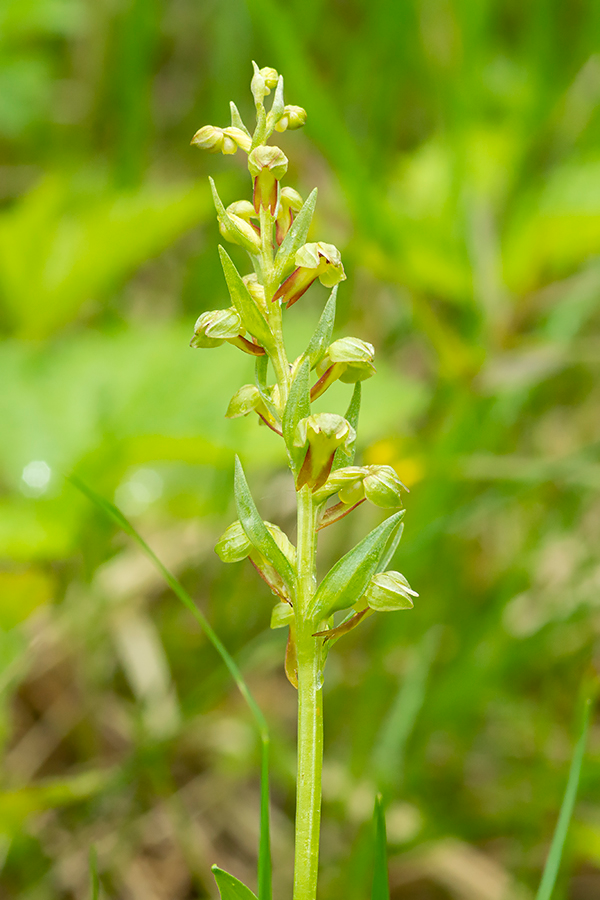 Groene_nachtorchis-BRJ-18-6-19.png