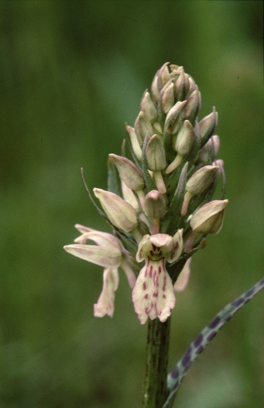 ZW-Coeloglossum viride fo. islandicum  x D. maculata Funasdalen-Harjedalen SU 125 260606 (6).jpg
