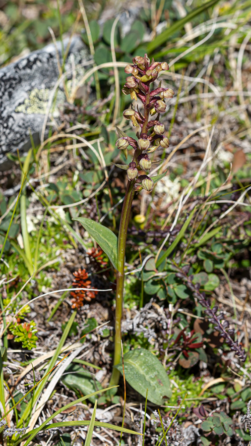 Groene_nachtorchis-TKS-12-07-22-1.png