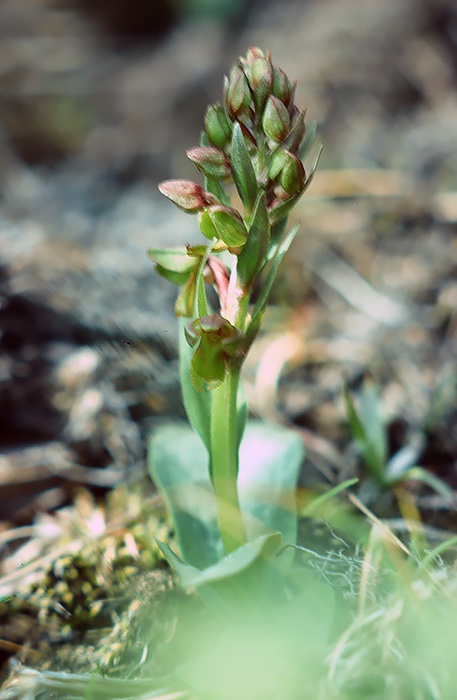 Groene_nachtorchis-IJSL.jpg