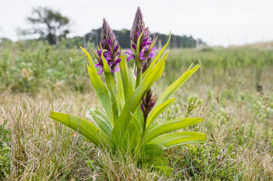 foto Aad vd Voet 18 mei 2022
