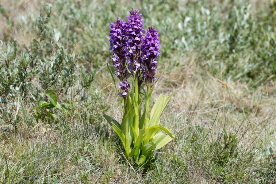 Foto Aad vd Voet 2 juni 2022
