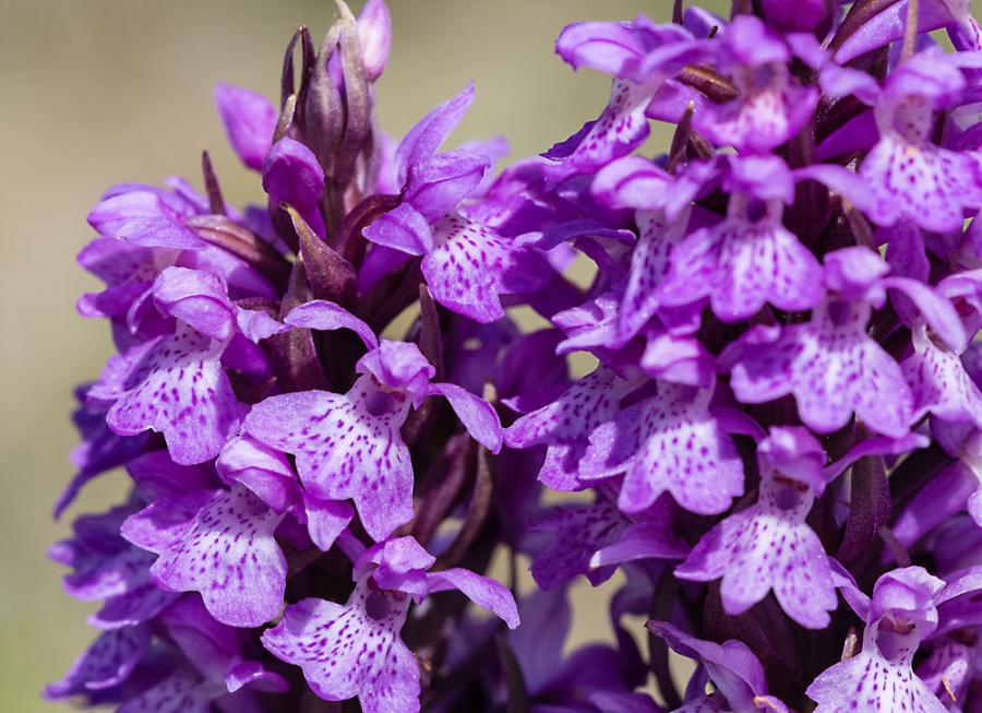 Foto Aad vd Voet 2 juni 2022