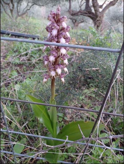 hyacint.JPG