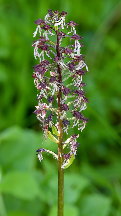 _05A6820 purper X aap.JPG