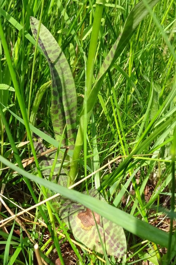 2023 06 16 Bosorchis DSC05958.JPG