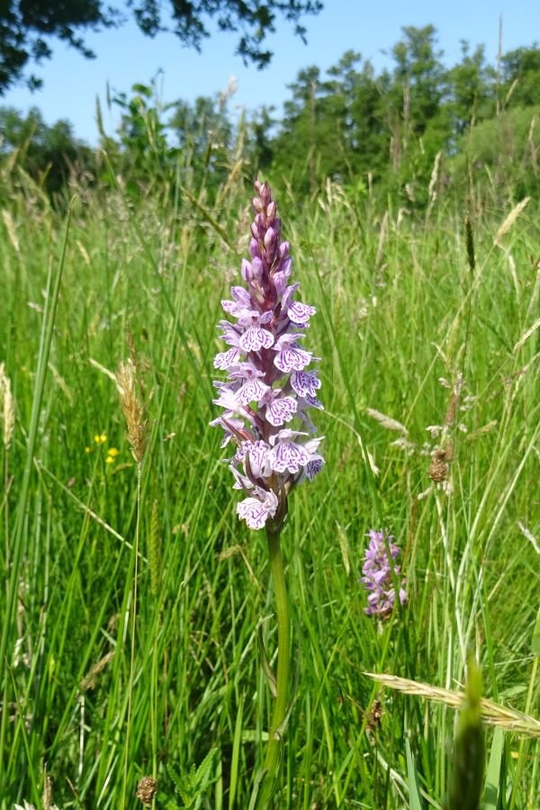 2023 06 16 Bosorchis DSC05961a.JPG