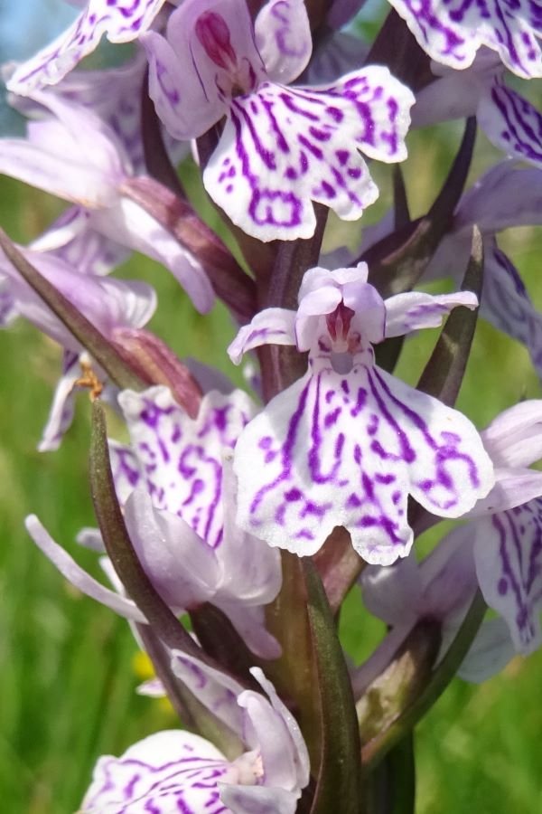 2023 06 16 Bosorchis DSC05962a.JPG