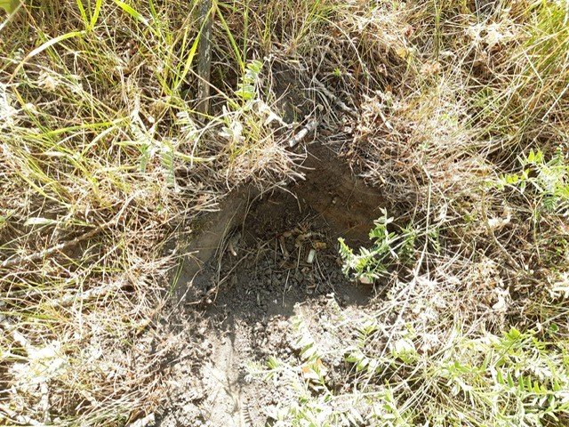 rood bosvogeltje.jpg