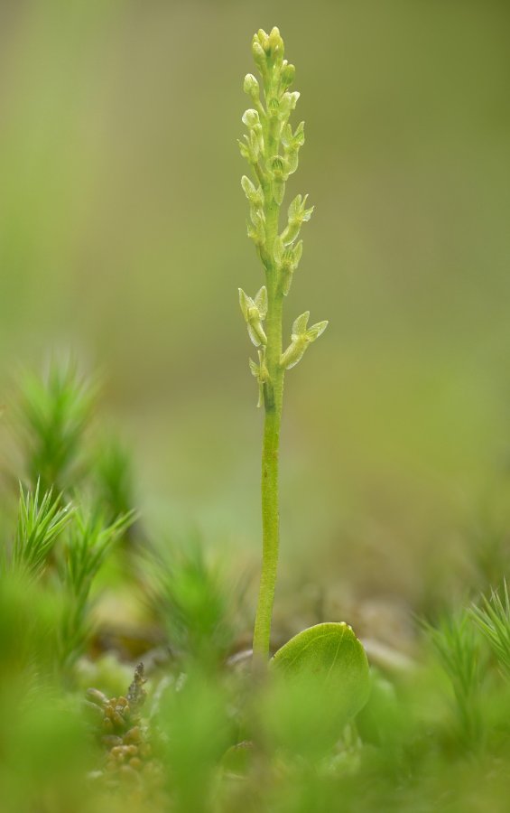 thumbnail_DSC_4581 mail Veenmosorchis - Hammarbya paludosa, synoniem- Malaxis paludosa) - Varkensland Nederland  - Hugo Willocx  kopiëren kopiëren.jpg