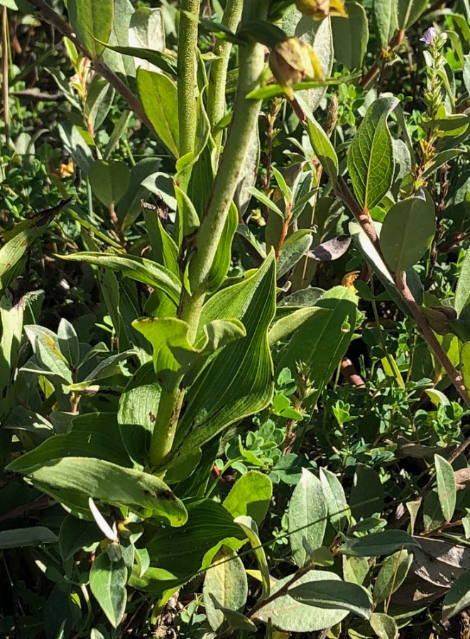 deel bebladerde stengel