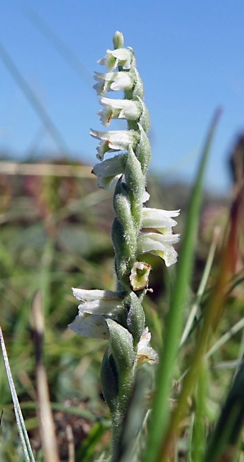 DSC03561-cor.jpg
