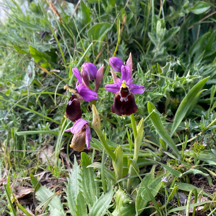 I-0221 Gebrilde ophrys - Ophrys argolica subsp. biscutella (It-Gargano-C-230422).JPG