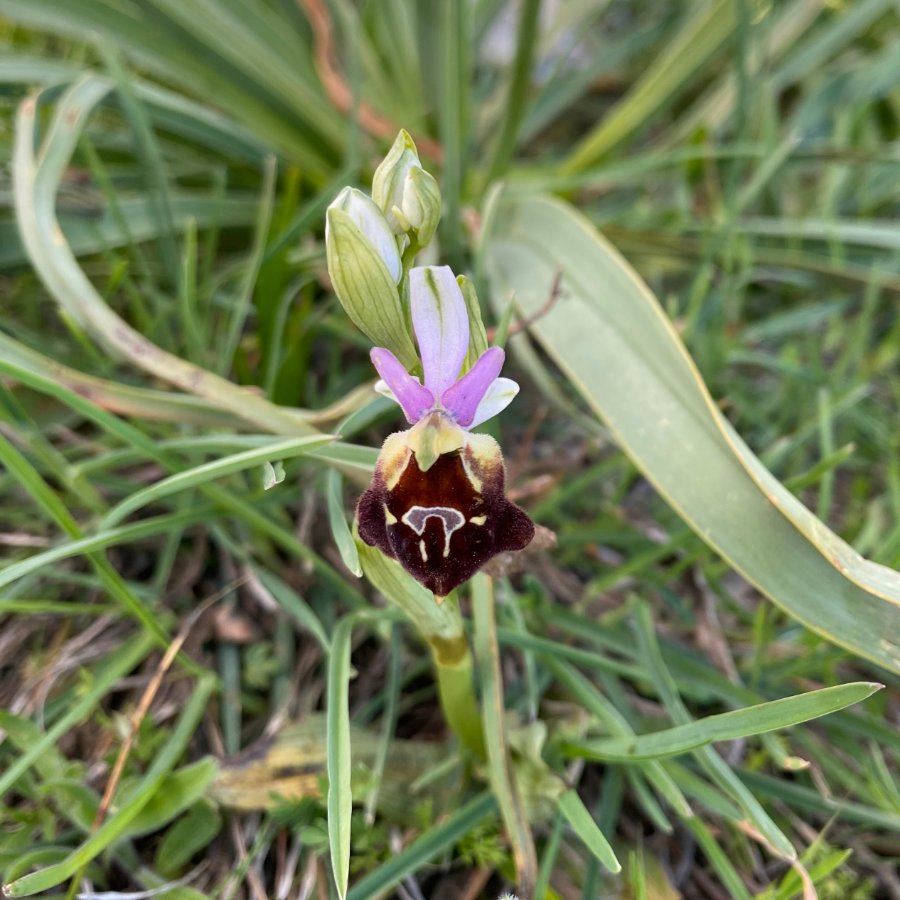 I-0237 Gebrilde ophrys - Ophrys argolica subsp. biscutella (It-Gargano-C-230422).JPG