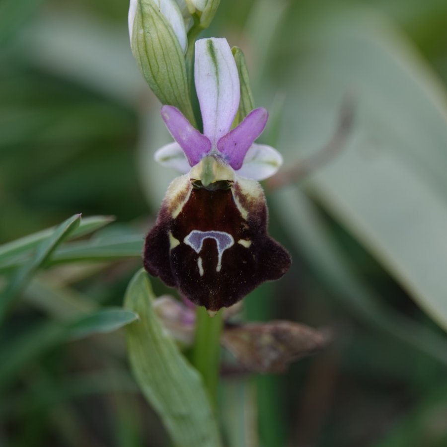 S-070 Gebrilde ophrys - Ophrys argolica subsp. biscutella (It-Gargano-C-230422).JPG