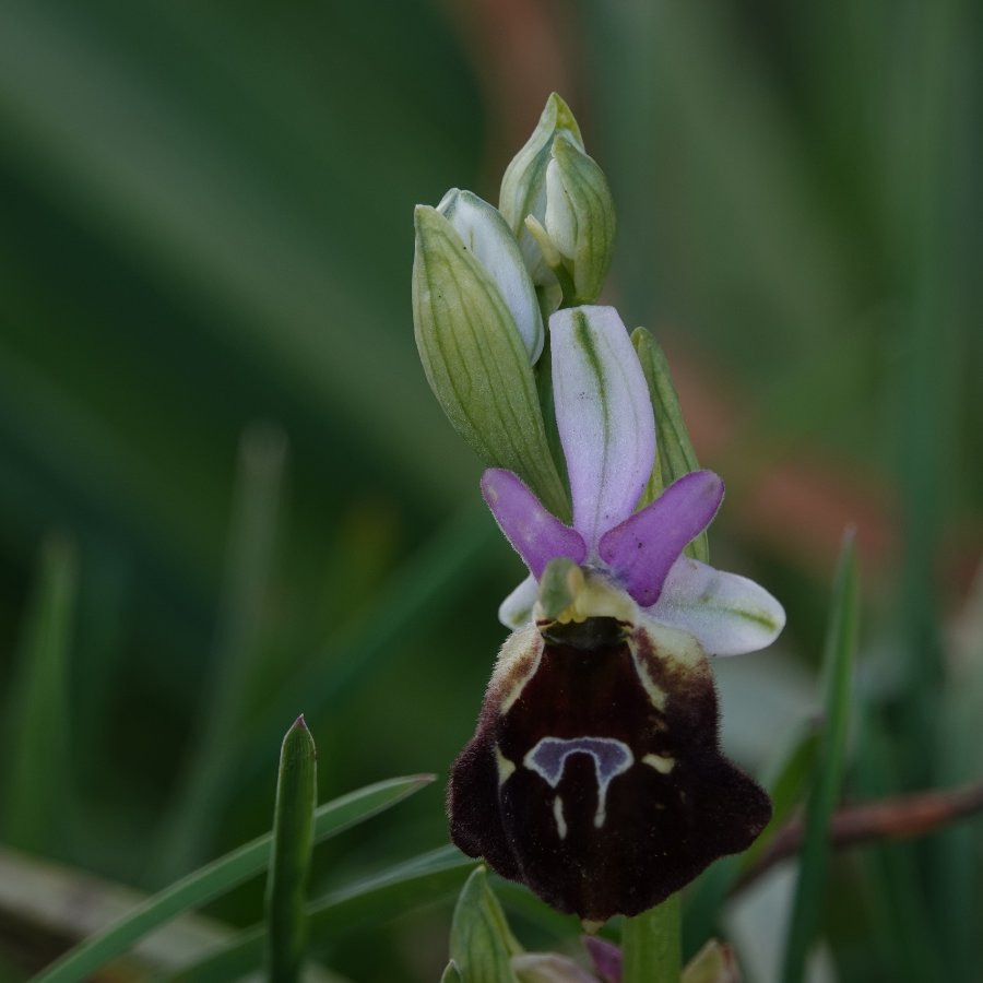 S-071 Gebrilde ophrys - Ophrys argolica subsp. biscutella (It-Gargano-C-230422).JPG